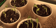 plantar pepinos