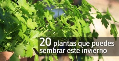 plantas invierno destacada