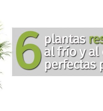 plantas resistentes destacada