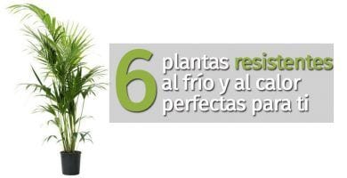 plantas resistentes destacada