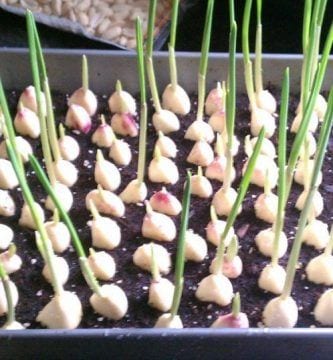 propiedades del ajo 04