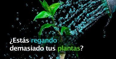 regar plantas exceso