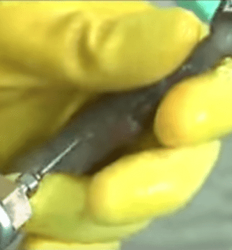 langostinos engorde2