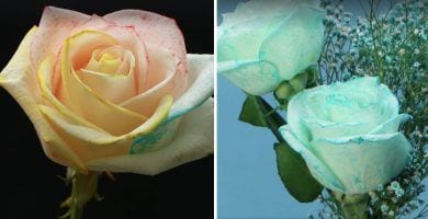 colores rosas blancas