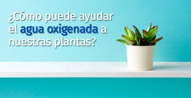 usos agua oxigenada plantas destacada