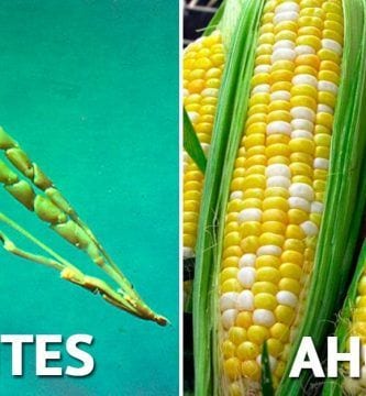 modificacion comida destacada