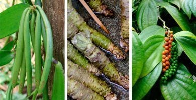 alimentos plantados destacada
