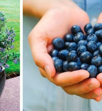 plantar arandanos destacada