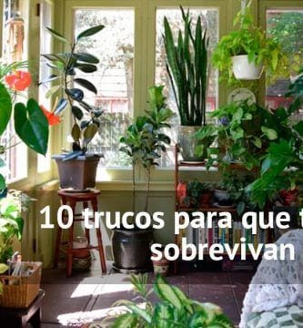 trucos plantas en invierno destacada