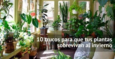 trucos plantas en invierno destacada