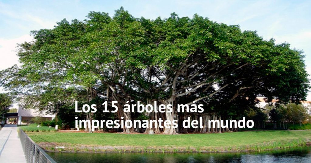 ✓ Los 15 árboles más impresionantes del mundo