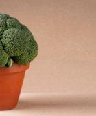 cultivar brocoli