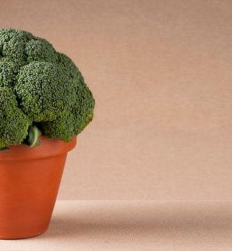 cultivar brocoli