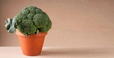 cultivar brocoli