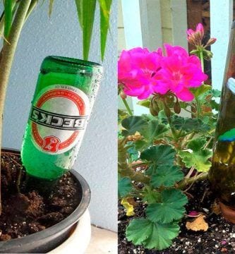 botellas regar plantas