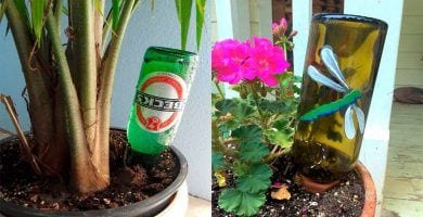 botellas regar plantas