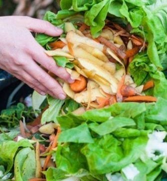 desperdicio comida destacada
