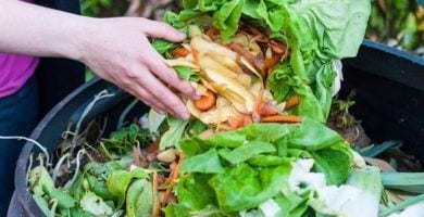 desperdicio comida destacada