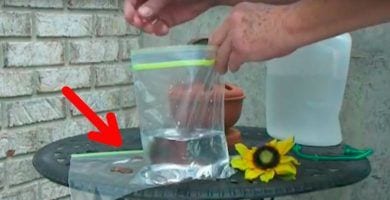 insecticida