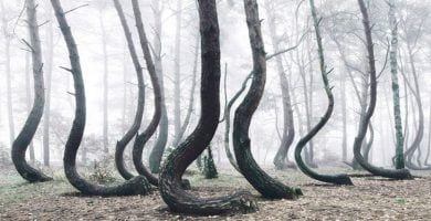 bosque torcido