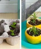 cultivar plantas