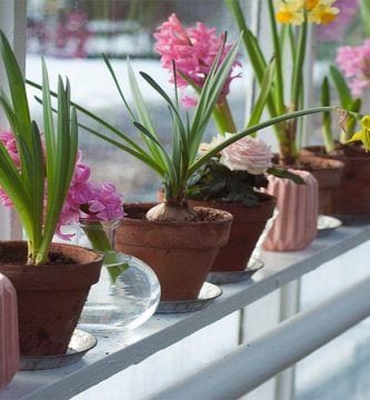 plantas duracion destacada
