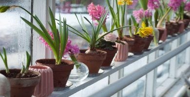 plantas duracion destacada