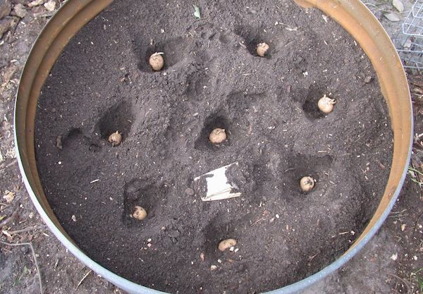 cultivar-patatas-barril-02