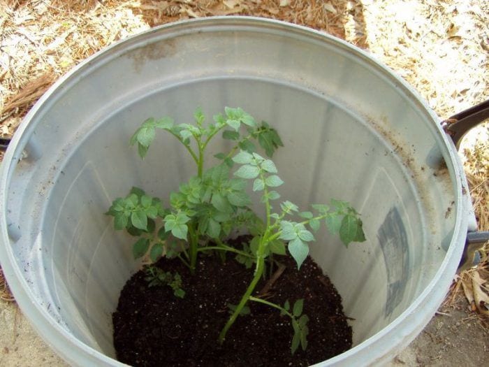 cultivar-patatas-barril-03