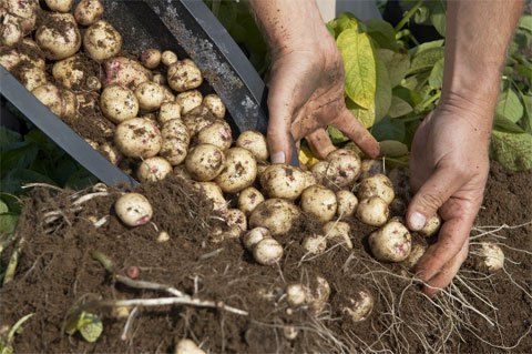 cultivar-patatas-barril-05