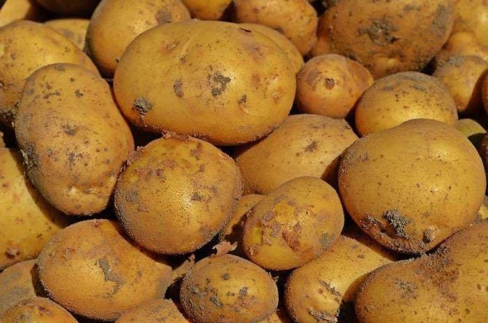 cultivar-patatas-barril-06