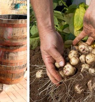 cultivar patatas barril dest