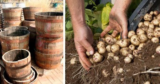 cultivar patatas barril dest