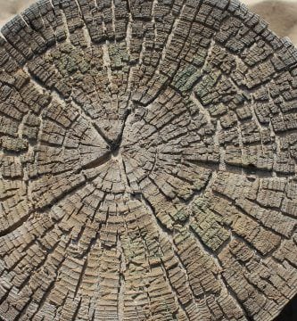 tree 2133714 1920