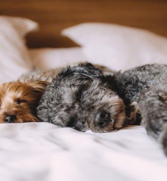 perros que no sueltan pelo 1