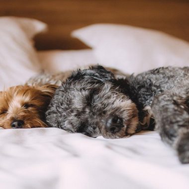 perros que no sueltan pelo 1