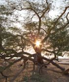 Arbol de la vida 5