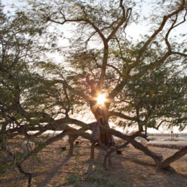 Arbol de la vida 5