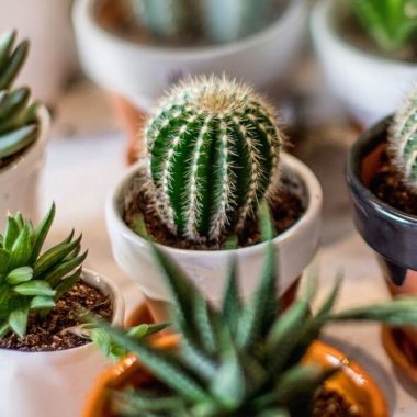 como cuidar cactus 1