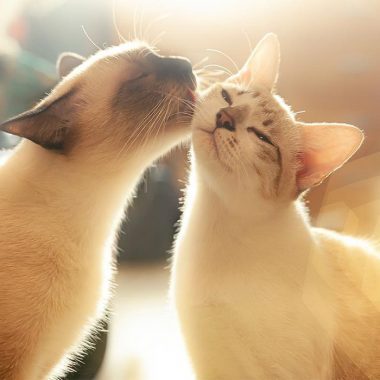 cuanto dura el celo de una gata 1