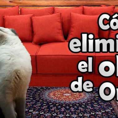 eliminar el olor a pis de gatos 1