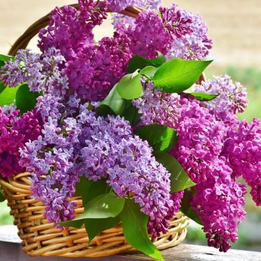 lavanda
