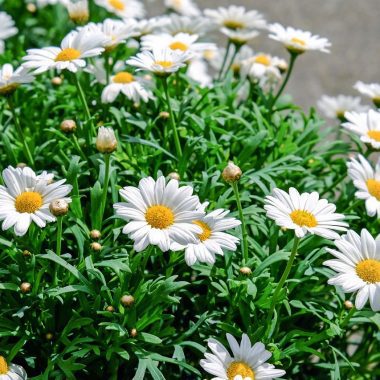 flores