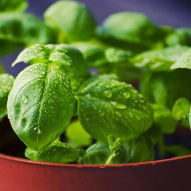 albahaca