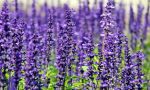 lavanda 1