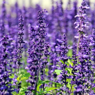 lavanda 1