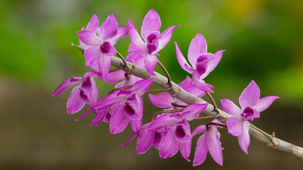 ORQUÍDEAS EN CASA, CUIDADOS DE LA PLANTA ? | Casas Increíbles